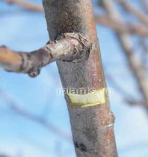 Фикус каучуконосный, как формировать. Фикус каучуконосный: как формировать крону правильно? 05