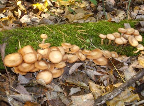 Грибы ложные опята. Как отличить съедобные опята от ложных