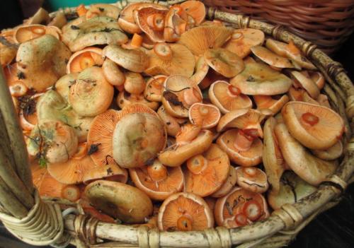 Как солить рыжики. Выбор и подготовка ингредиентов