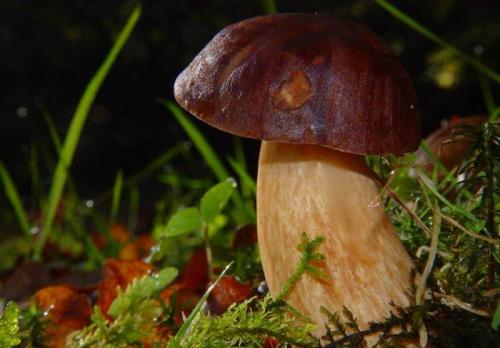 Ядовитый гриб Польский гриб. Краткое описание