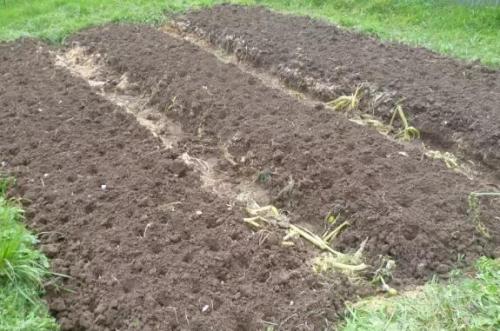 Когда сажать озимый чеснок в 2019 году. Как и когда правильно сажать озимый чеснок зубчиками?