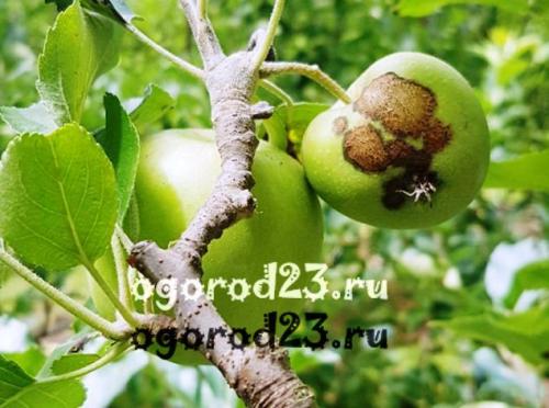 Яблоневая парша. О яблоневой парше