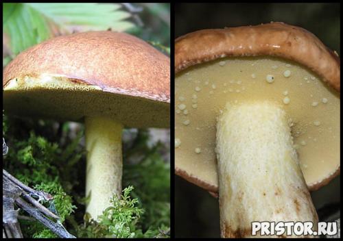 Ложные маслята. Маслята ложные и съедобные — фото, как отличить, описание грибов