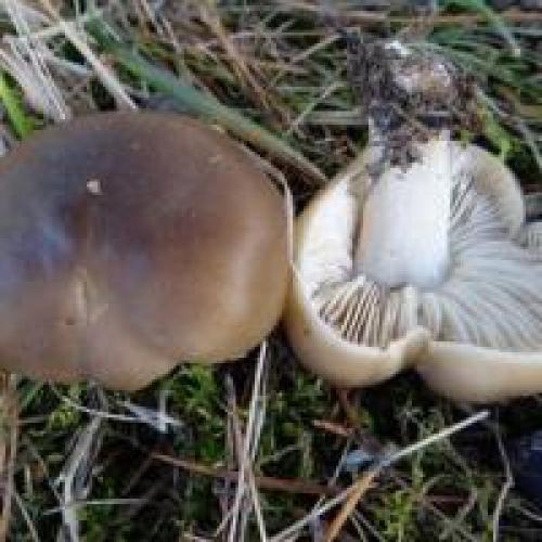 Рядовка мыльная, как готовить. Рядовка мыльная