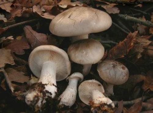 Как приготовить рядовку дымчатую. Говорушка серая - фото и описание, как готовить, съедобность, засолка