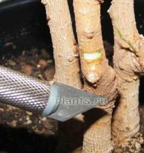 Фикус каучуконосный, как формировать. Фикус каучуконосный: как формировать крону правильно? 07