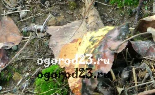 Яблоневая парша. О яблоневой парше