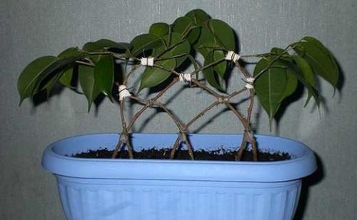 Как фикус сделать пышным. Учимся правильно обрезать фикус и сформировывать пышную крону