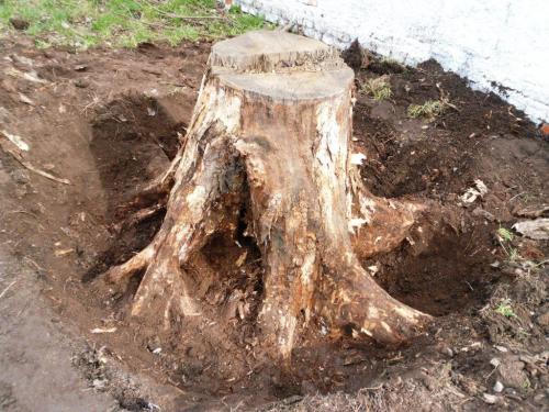 Обработка сада осенью от болезней и вредителей мочевиной. Свойства мочевины