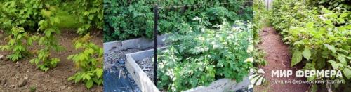 Посадка малины осенью. Как правильно посадить малину осенью