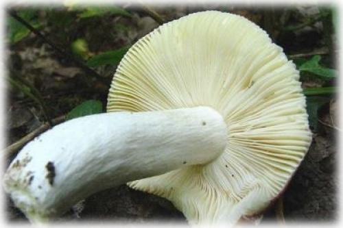Красный гриб, как называется. Список лесных съедобных грибов с фото и советы начинающим грибникам