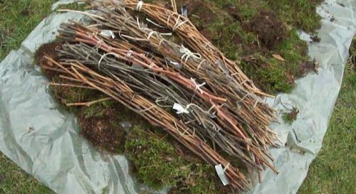 Как сохранить черенки винограда до весны в погребе. Как сохранить черенки винограда зимой