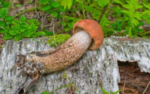 Ложный подосиновик. Как определить, что гриб является подосиновиком
