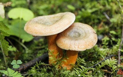 С чем можно перепутать рыжики. Сравнение