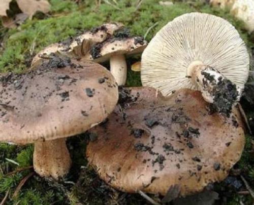 Рядовка серая, как готовить. Консервированные рядовки с томатами 04