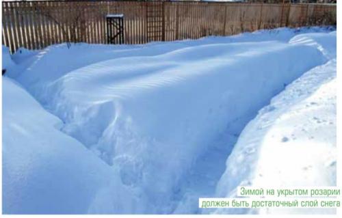 Укрывной материал для роз. Устанавливаем дуги