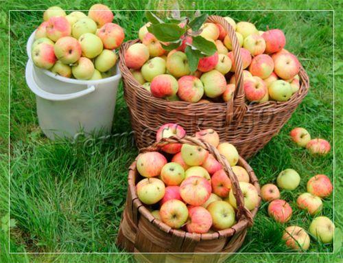 Лучшие осенние сорта яблонь: посадка и уход