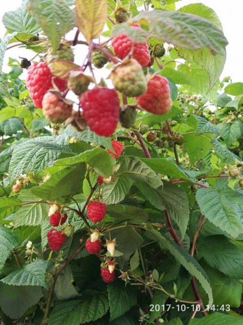 Можно ли сажать ремонтантную малину рядом с обычной. Стоит ли сажать ремонтантную малину?