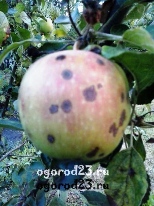 Яблоневая парша. О яблоневой парше