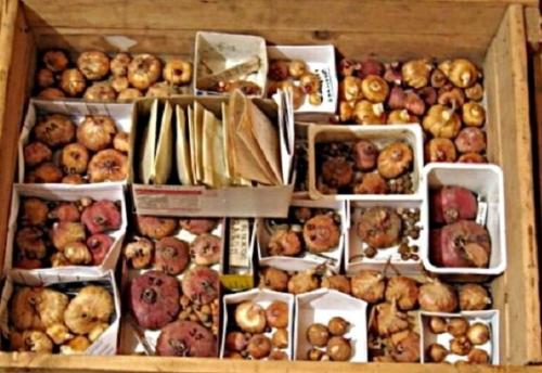 Как подготовить гладиолусы к зиме. Подготовка гладиолусов к зиме.