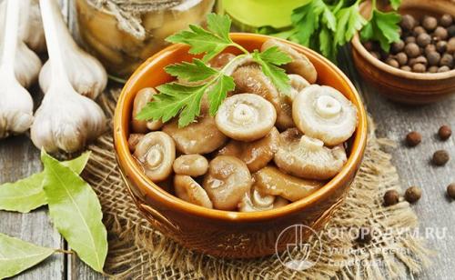 Соленые волнушки рецепт горячим способом. Засолка горячим способом