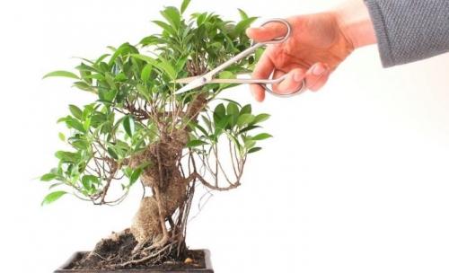 Фикус каучуконосный, как формировать. Фикус каучуконосный: как формировать крону правильно? 01