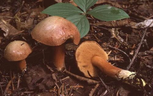 Перечный гриб