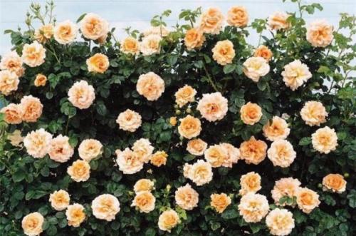 Чем отличается плетистая роза от вьющейся. Вьющаяся роза – посадка и уход