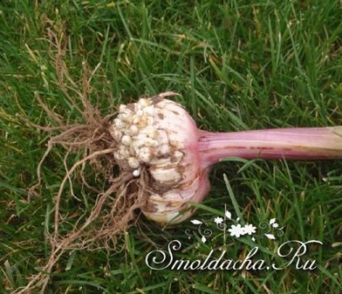 Когда выкапывать гладиолусы и лилии. Советы и вопросы