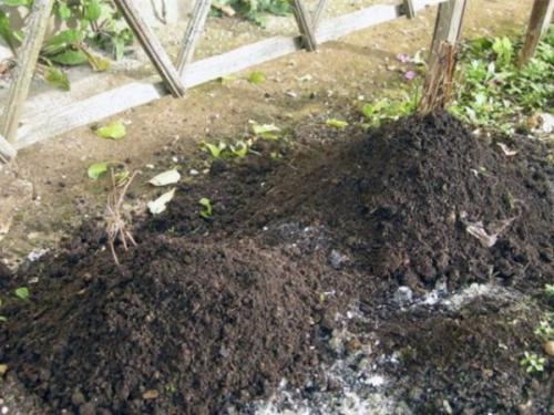 Зимнее черенкование клематисов. Способы размножения клематисов