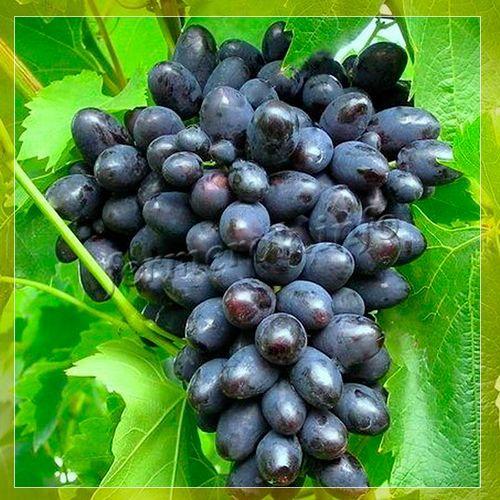 Яблоки красные осенние сорта. Зимние красные сорта яблок 07