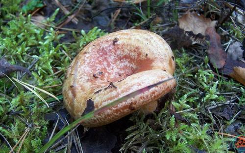 С чем можно перепутать рыжики. Сравнение