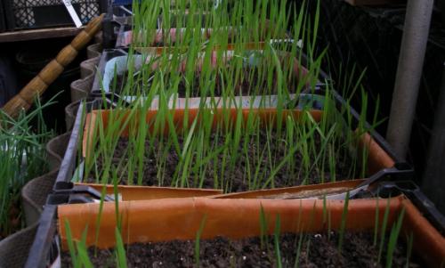 Посадка детки гладиолуса в ящики. Что делать с детками гладиолусов