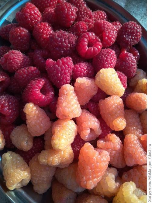 Садовый мир малина ремонтантная. Ремонтантная малина. Как сорта подбирала