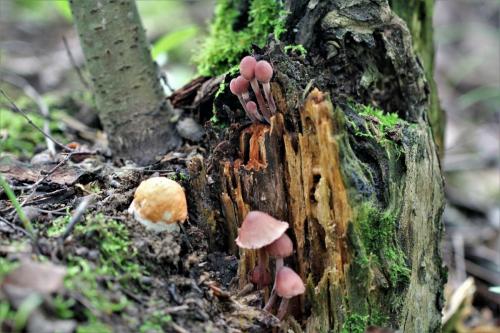 Как быстро растут грибы после дождя в сентябре. Дневник грибника.Скорость роста грибов.