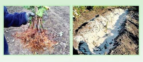 Посадка малины осенью. Как правильно посадить малину осенью