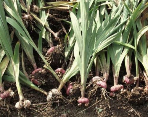 Когда выкапывать гладиолусы и лилии. Советы и вопросы