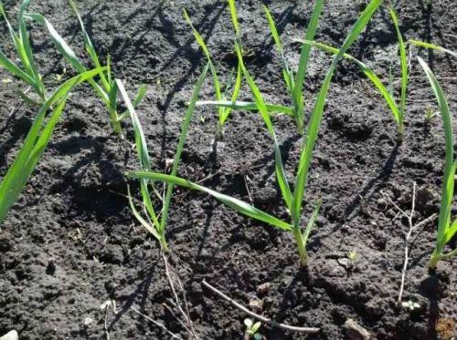 Посадка озимого чеснока в подмосковье в 2019 году. Когда сажать озимый чеснок осенью: оптимальные сроки 10