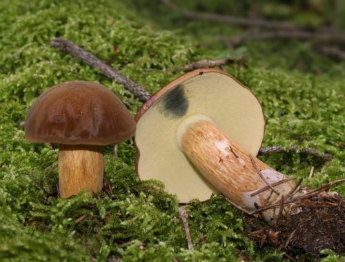 Польский гриб в украине. Польский гриб