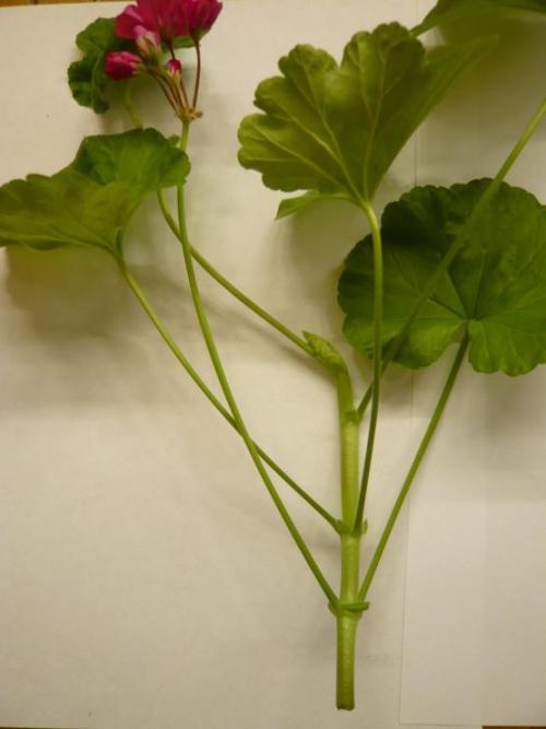 Как укоренить герань черенками осенью в домашних условиях. Как размножить герань в домашних условиях черенками, семенами, как рассадить и укоренить отростки 04