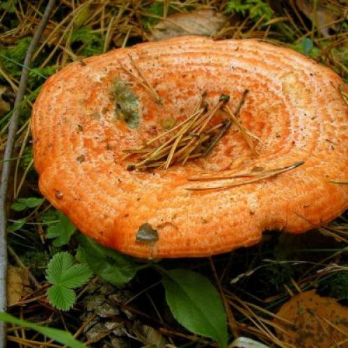 С чем можно перепутать рыжики. Сравнение