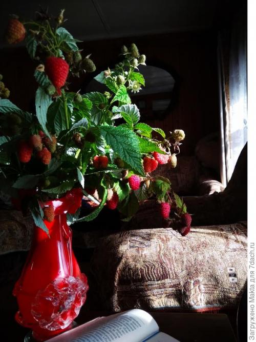 Садовый мир малина ремонтантная. Ремонтантная малина. Как сорта подбирала