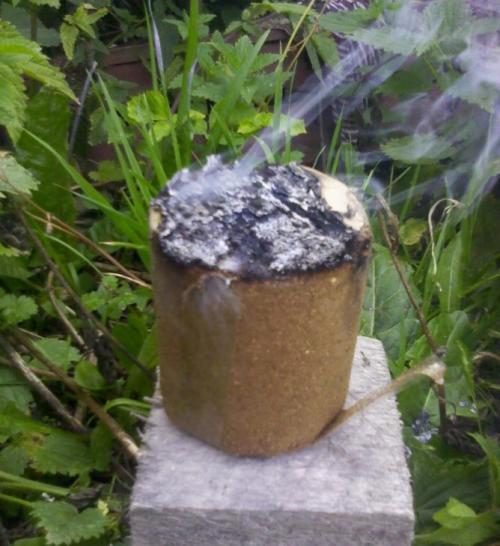 Чем обработать гладиолусы от трипсов.  Септориоз, ботритиоз, сухая и пеницеллезная гниль 05