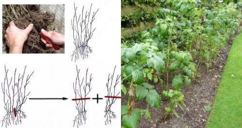 Как обрезать пересаженную малину. Как пересадить малину осенью на новое место