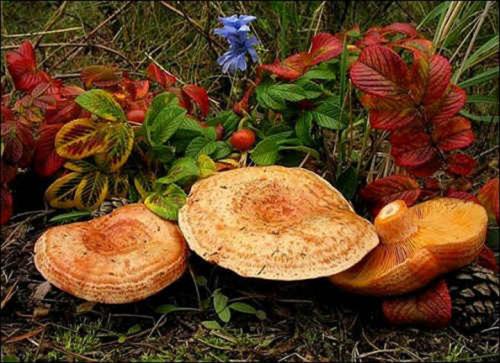 Рыжики замороженные рецепты. Как правильно и быстро заморозить грибы рыжики