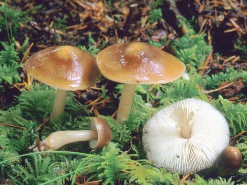 Гриб белая ножка серая шляпка. С коричневой