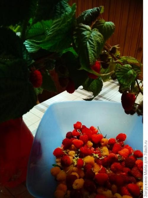 Садовый мир малина ремонтантная. Ремонтантная малина. Как сорта подбирала