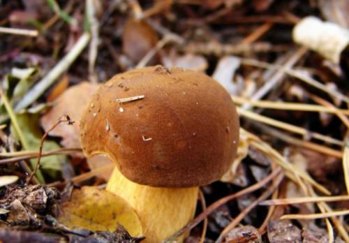 Ядовитый гриб Польский гриб. Краткое описание