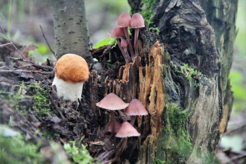 Через сколько вырастают грибы после среза. Дневник грибника.Скорость роста грибов.