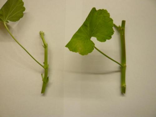 Как укоренить герань черенками осенью в домашних условиях. Как размножить герань в домашних условиях черенками, семенами, как рассадить и укоренить отростки 06